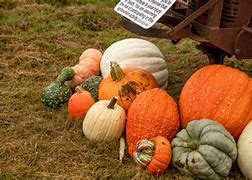 Image result for Pumpkin Agri Tourism