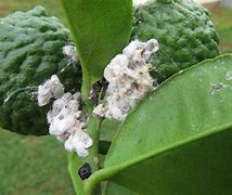 Image result for "citrus-mealybug"