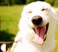 Image result for Laughing Doggo