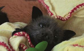 Image result for Fruit Bat Dog Face