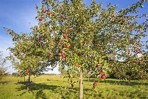 Image result for Apple Tree Landscape