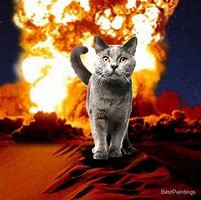 Image result for Cat Explosion