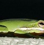 Image result for Tree Frogs