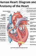 Image result for Heart Anatomy and Physiology
