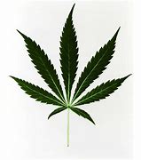 Image result for Marijuana