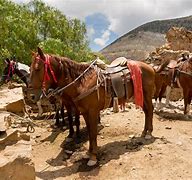 Image result for Mexican Horse Racing