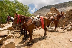 Image result for Race Horses Mexico