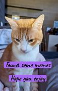 Image result for Awkward Cat Meme