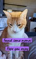 Image result for Guilty Cat Meme