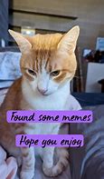 Image result for New York Cat Meme