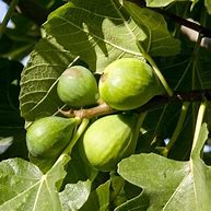 Image result for Ficus carica Bianco