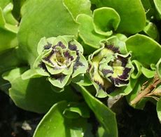 Image result for Primula auricula Sword
