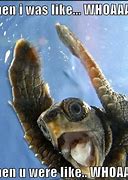 Image result for Nemo Turtle Meme