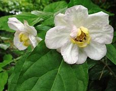 Image result for Sinocalycanthus chinensis