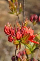Image result for Rhododendron (AK) Viscosa