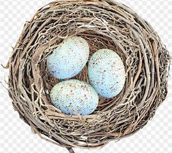 Image result for Bird Nest with Eggs Clip Art
