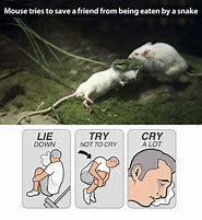 Image result for Crying Mouse Meme