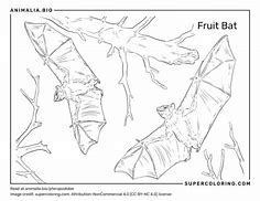 Image result for Dwarf Epauletted Fruit Bat