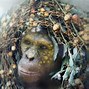 Image result for Ape People