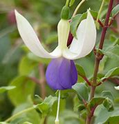 Image result for Fuchsia Blue Sarah