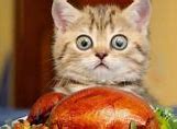 Image result for Funny Cat Background 1920X1080