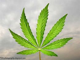 Image result for Picure of Cannabis Leaf