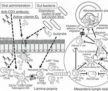 Image result for Inflammation Disease