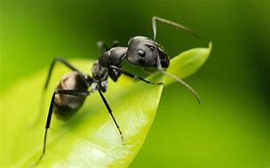 Image result for Male Ant