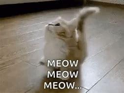 Image result for Mi-Au Cat Meme
