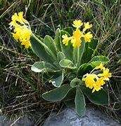 Image result for Primula auricula Lintz