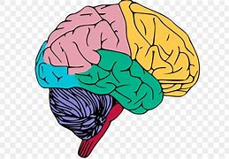 Image result for Brain Memory Clip Art