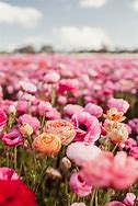 Image result for Famous Flower Fields