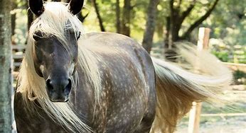 Image result for Rocky Mountain Horse Colors