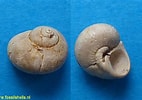 Afbeeldingsresultaten voor Coleoidea shells. Grootte: 142 x 100. Bron: www.fossilshells.nl