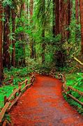 Image result for Redwood Forest Plants