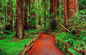 Image result for Redwood Tree Forest California
