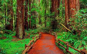 Image result for Redwood Forest California Pics