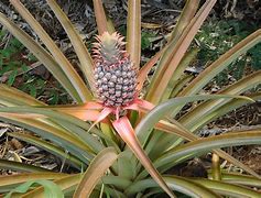 Image result for Pics of Pineapple Tree