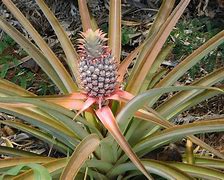 Image result for Pineapple Bush Plant