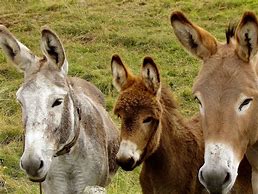 Image result for Farm Animals Donkey
