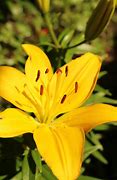 Image result for Yellow Lily Flower