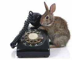 Image result for Animal Answering Phone