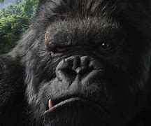 Image result for Gorilla ABC