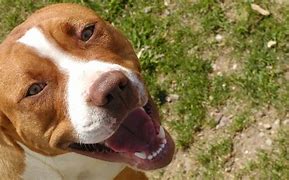 Image result for Beagle Pit Bull Mix