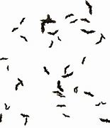 Image result for Bats Flying Motion Blur Transparent Image
