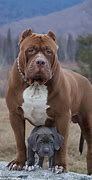 Image result for Pit Bull Guard Dogs