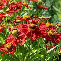 Image result for Helenium Indianersommer