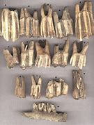 Image result for Mammal Teeth Fossils