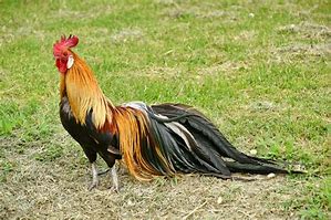 Image result for Le Coq Chotscho