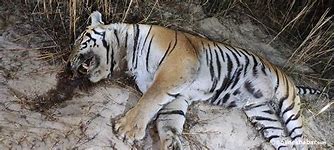 Image result for Tiger Death Small Pic